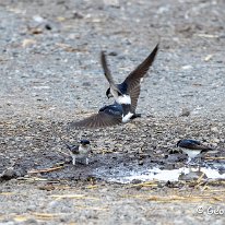 House Martin Plumley