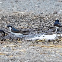 House Martin