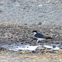 House Martin