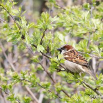 House Sparrow Plumley