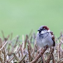 House Sparrow Plumley