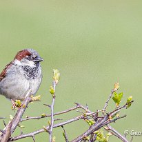 House Sparrow Plumley