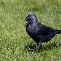 Jackdaw Mere