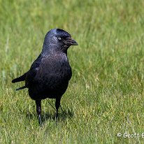 Jackdaw Mere