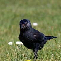 Jackdaw Mere