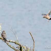 Jay and Hobby Rostherne