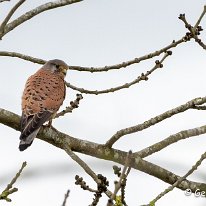 Kestrel Millington