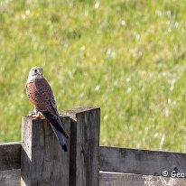 Kestrel Mere