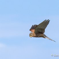 Kestrel