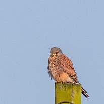 Kestrel Millington