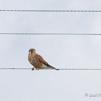 Kestrel Plumley