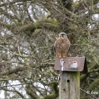 Kestrel Millington