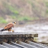 Kestrel RSPB Burton Mere