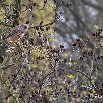 Kestrel Tatton Park