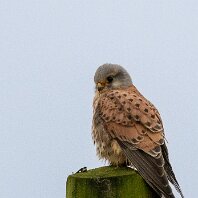 Kestrel Millington