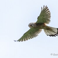 Kestrel Plumley