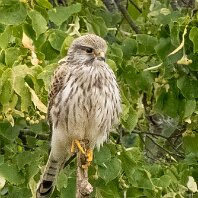 Kestrel Rostherne