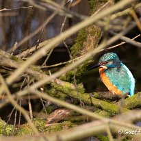 Kingfisher Marbury Country Park