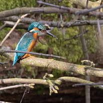 Kingfisher Marbury Country Park