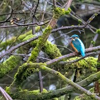 Kingfisher Marbury Country Park