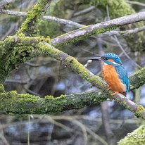 Kingfisher Marbury Country Park