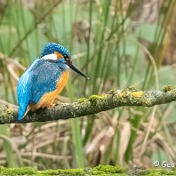 Kingfisher WWT Martin Mere