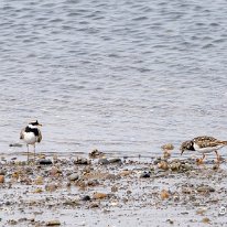 Little Ringed Plover Walney Island