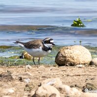LIttle Ringed Plover