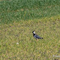 Lapwing Millington