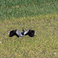 Lapwing