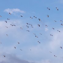 Lapwing Plumley