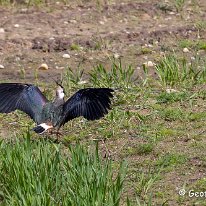 Lapwing Millington