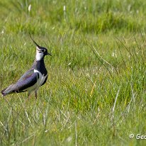 Lapwing Millington