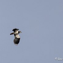 Lapwing RSPB Burton Mere