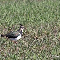 Lapwing Millington