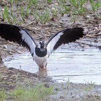 Lapwing Millington