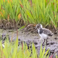 Lapwing Millington