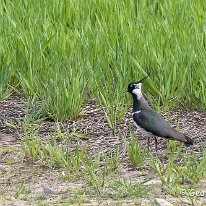 Lapwing Millington