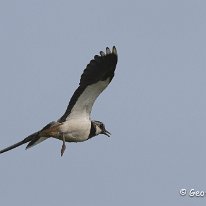 Lapwing Millington