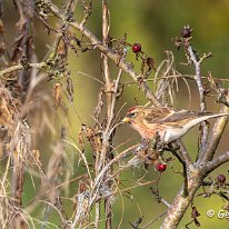 Lesser Redpoll Marbury Country Park