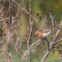 Lesser Redpoll