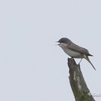 Lesser Whitethroat