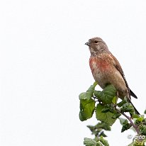 Linnet Plumley