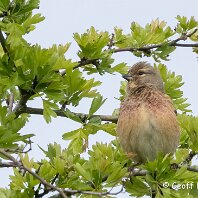 Linnet Millington