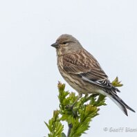 Linnet Millington