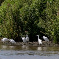 Little Egret Burton Mere Wetlands