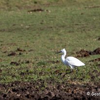 Little Egret