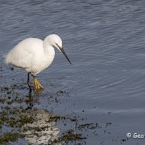 Little Egret RSPB Burton Mere