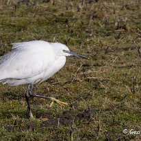 Little Egret RSPB Burton Mere