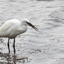 Little Egret RSPB Burton Mere